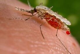 Ectoparasites
